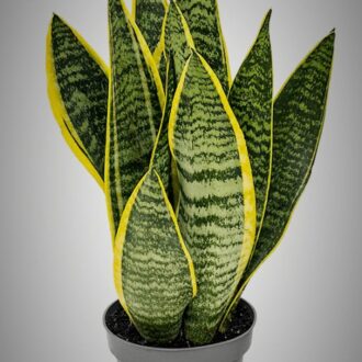 Sansevieria trifasciata 'Futura Superba'