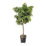 فیکوس آمستل کینگ با برگ‌های سبز تیره و براق، مقاوم و مناسب آپارتمان و دفتر کار