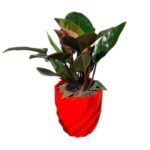 فیلودندرون بلک - Image 2