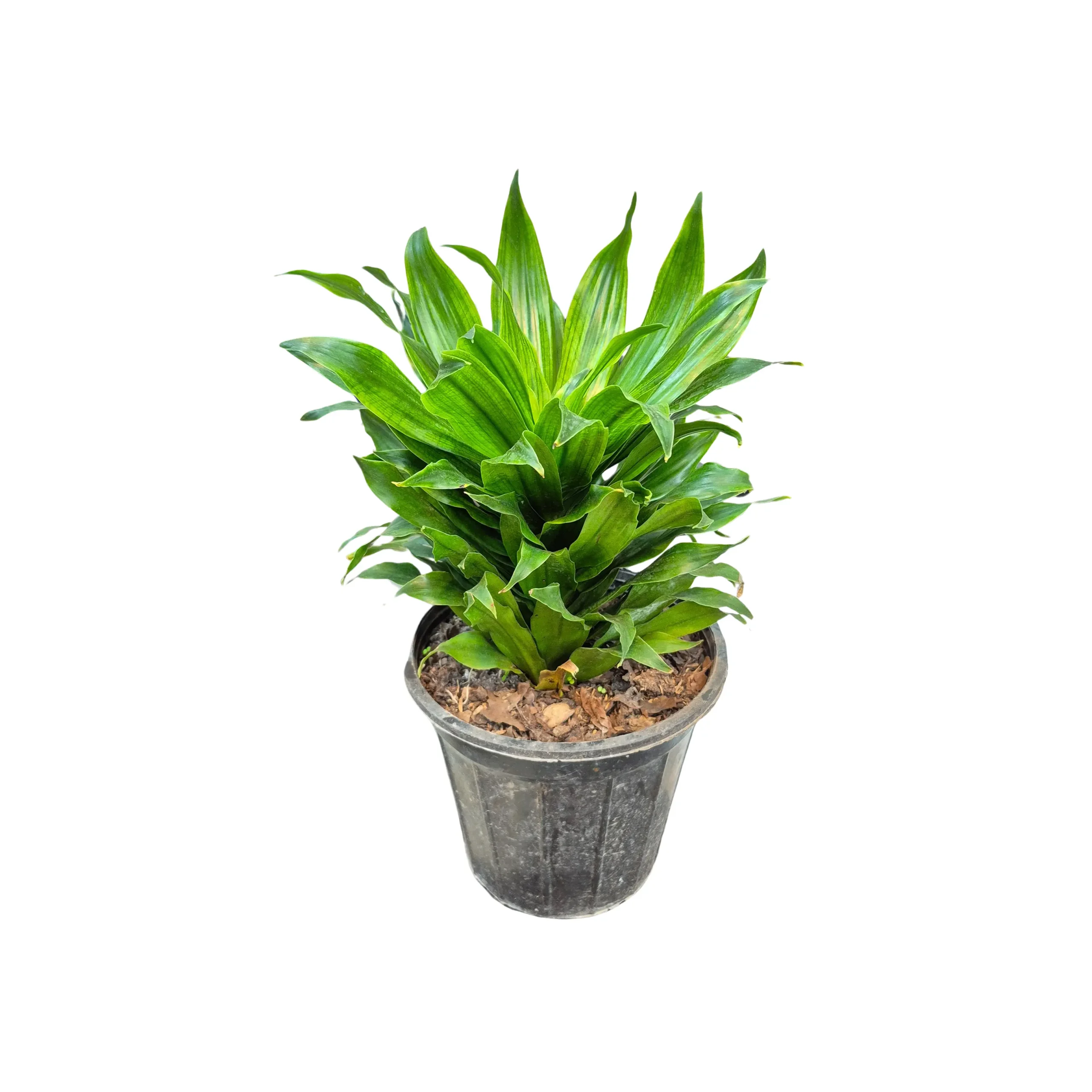Dracaena Compact دراسینا کامپک - Image 1