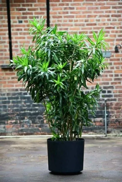 چند ساقه دراسینا کامپکت کاشته شده در گلدان سفید دایرهای در فضای اداری مدرن