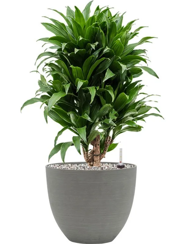 دراسینا کامپکت در گلدان خاکستری مدرن با برگهای سبز تیره براق، مناسب محیط اداری و آپارتمانی