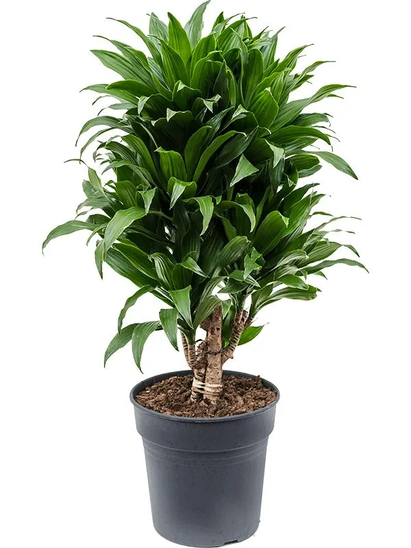 سری درختچههای دراسینا کامپکت در گلخانه، آماده عرضه به بازار گیاهان آپارتمانی